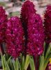 Velvet Red Hyacinth.jpg
